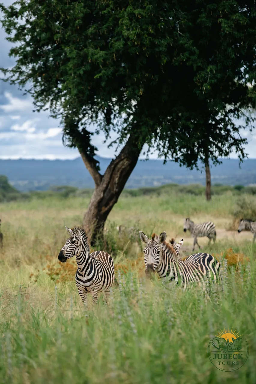 Zebras resting under an acacia tree