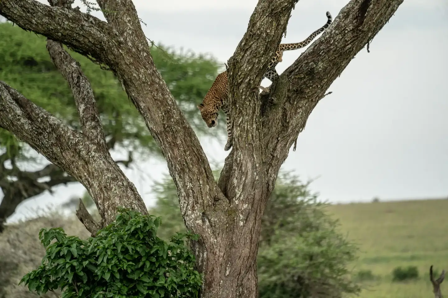 Track the Swift Cheetahs